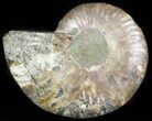 Agatized Ammonite Fossil (Half) #45524-1